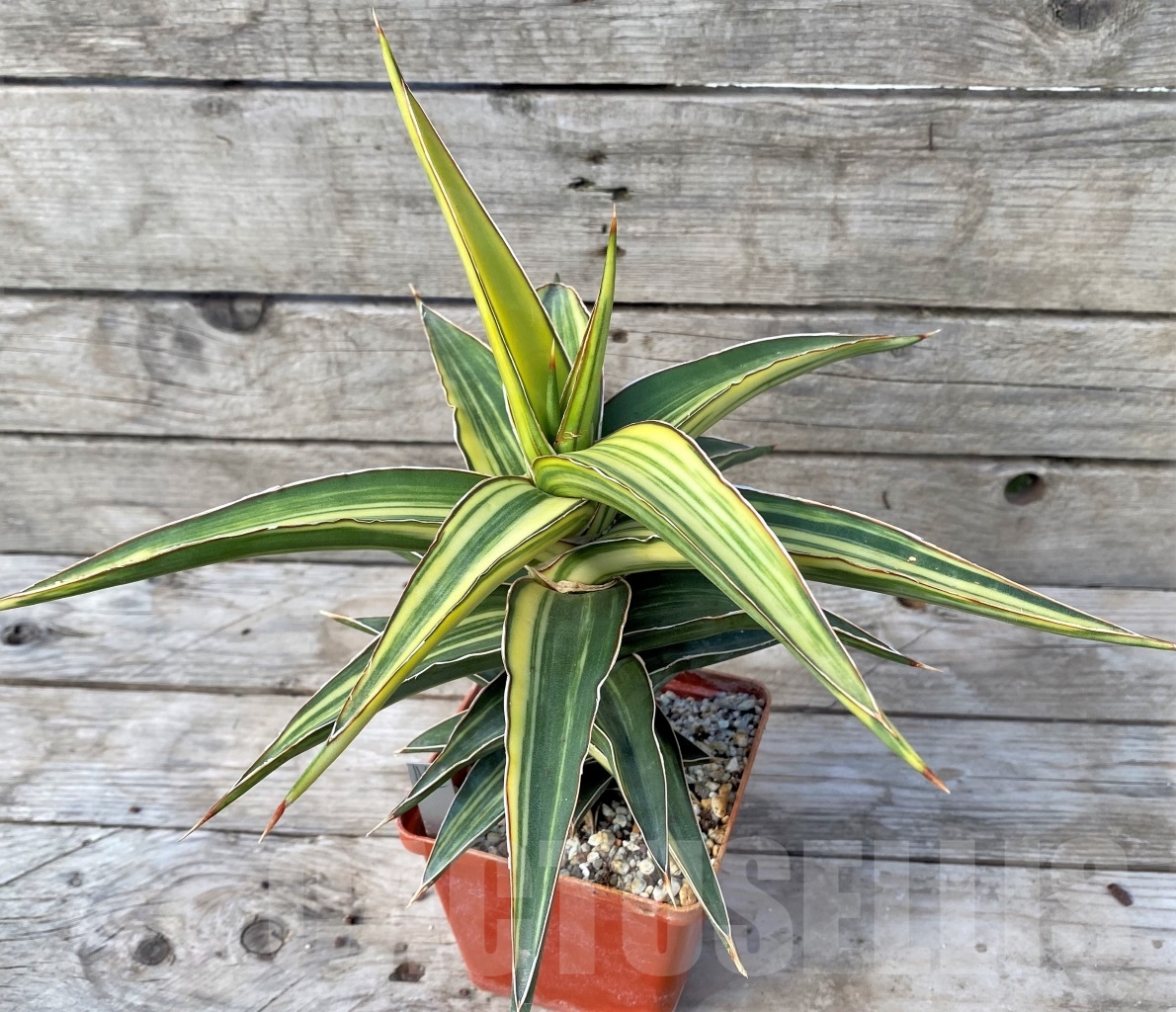 SHPR14974 Sansevieria Robusta Dwarf f. variegata - Image 2