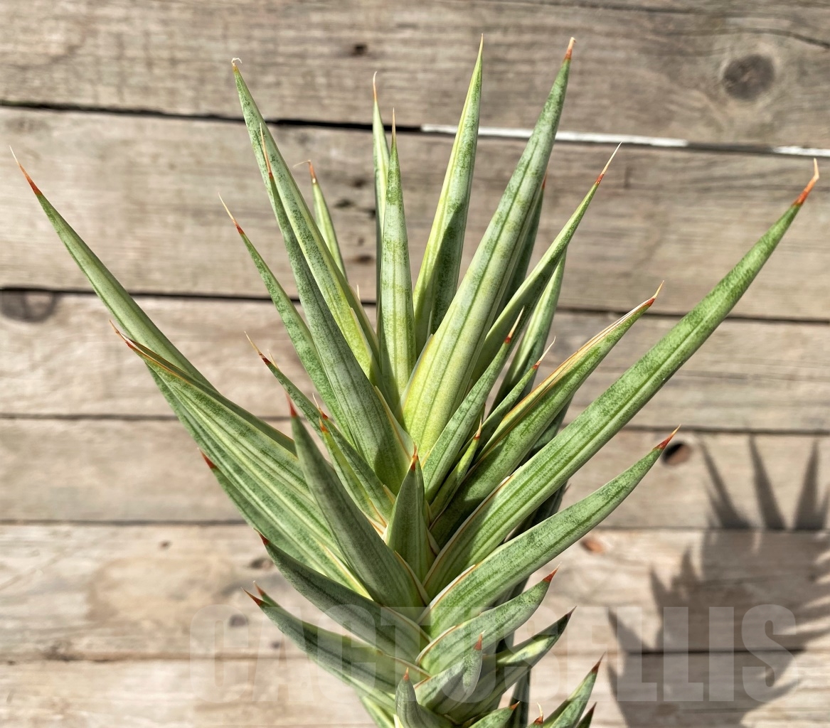 SHPR14976 Sansevieria Francisii f. variegata