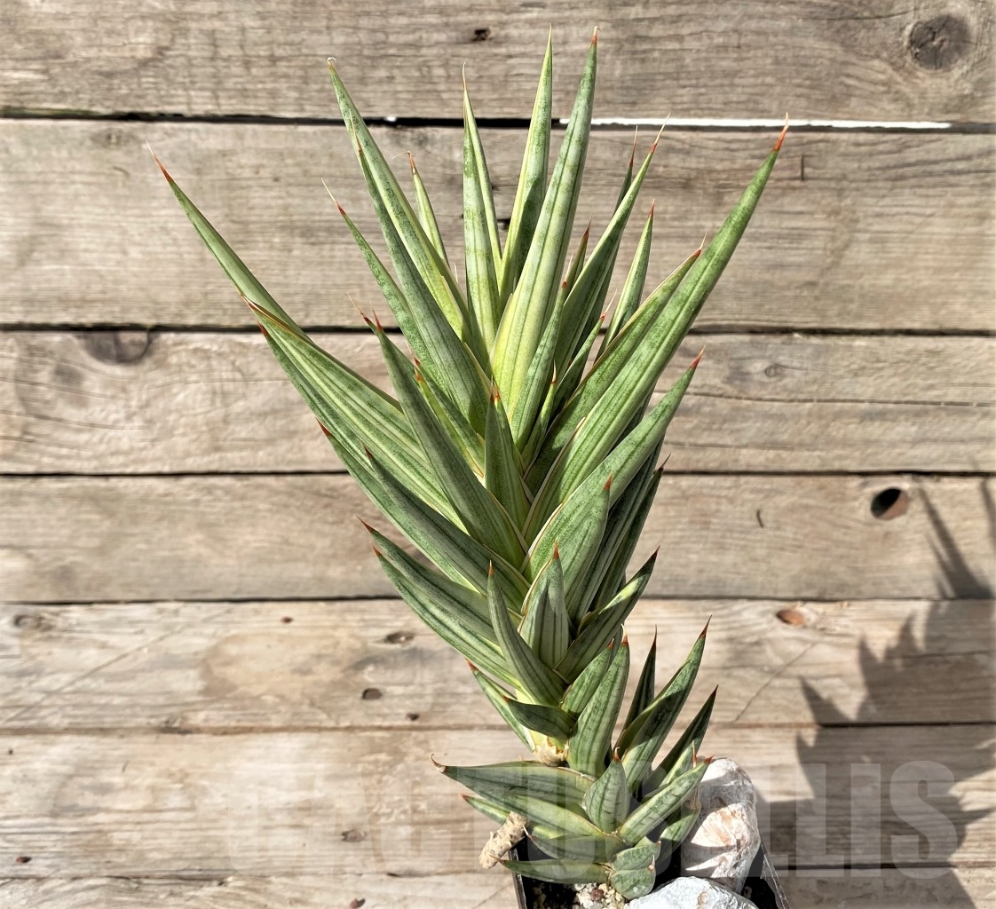 SHPR14976 Sansevieria Francisii f. variegata - Image 2