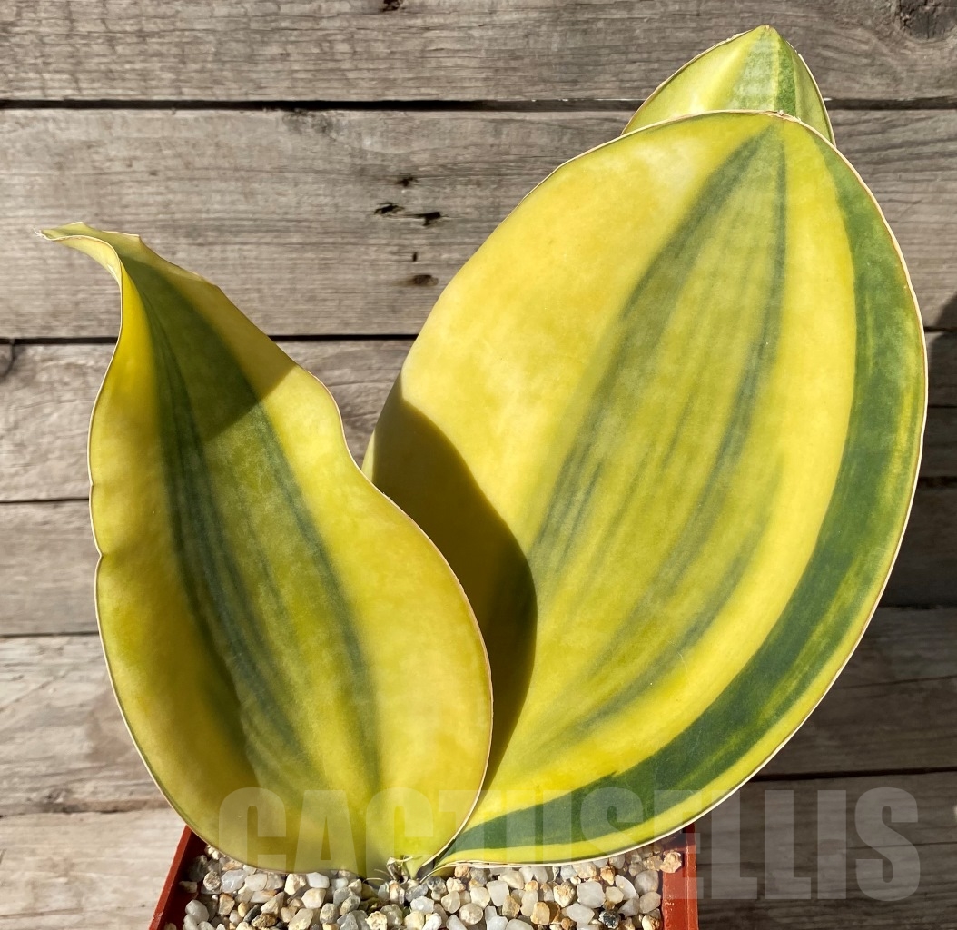 SHPR14977 Sansevieria Masoniana Yellow f. variegata