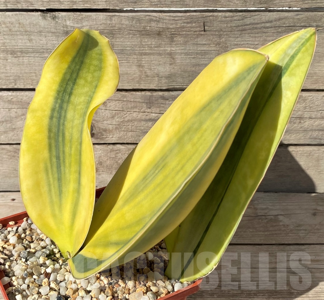 SHPR14977 Sansevieria Masoniana Yellow f. variegata - Image 2