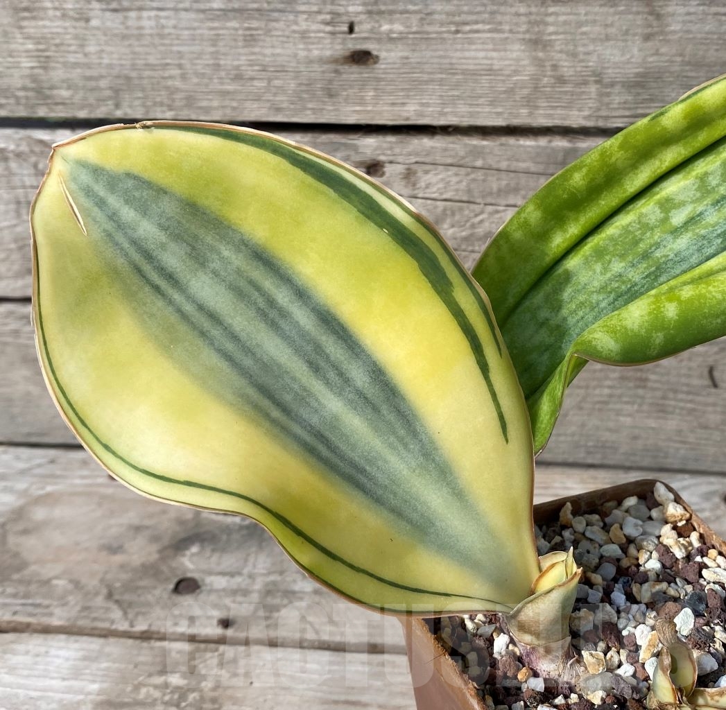 SHPR14980 Sansevieria Masoniana White f. variegata