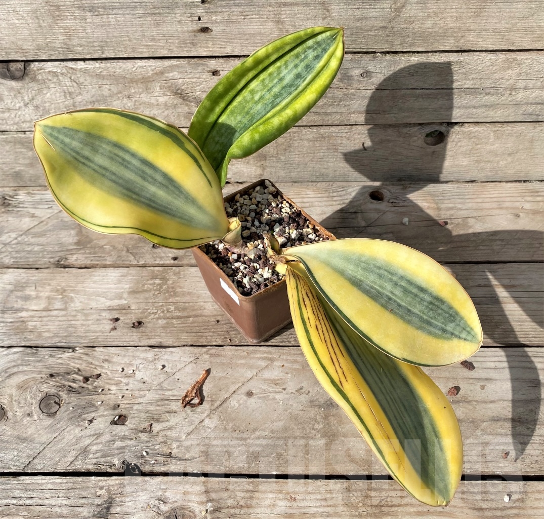 SHPR14980 Sansevieria Masoniana White f. variegata – Bild 2