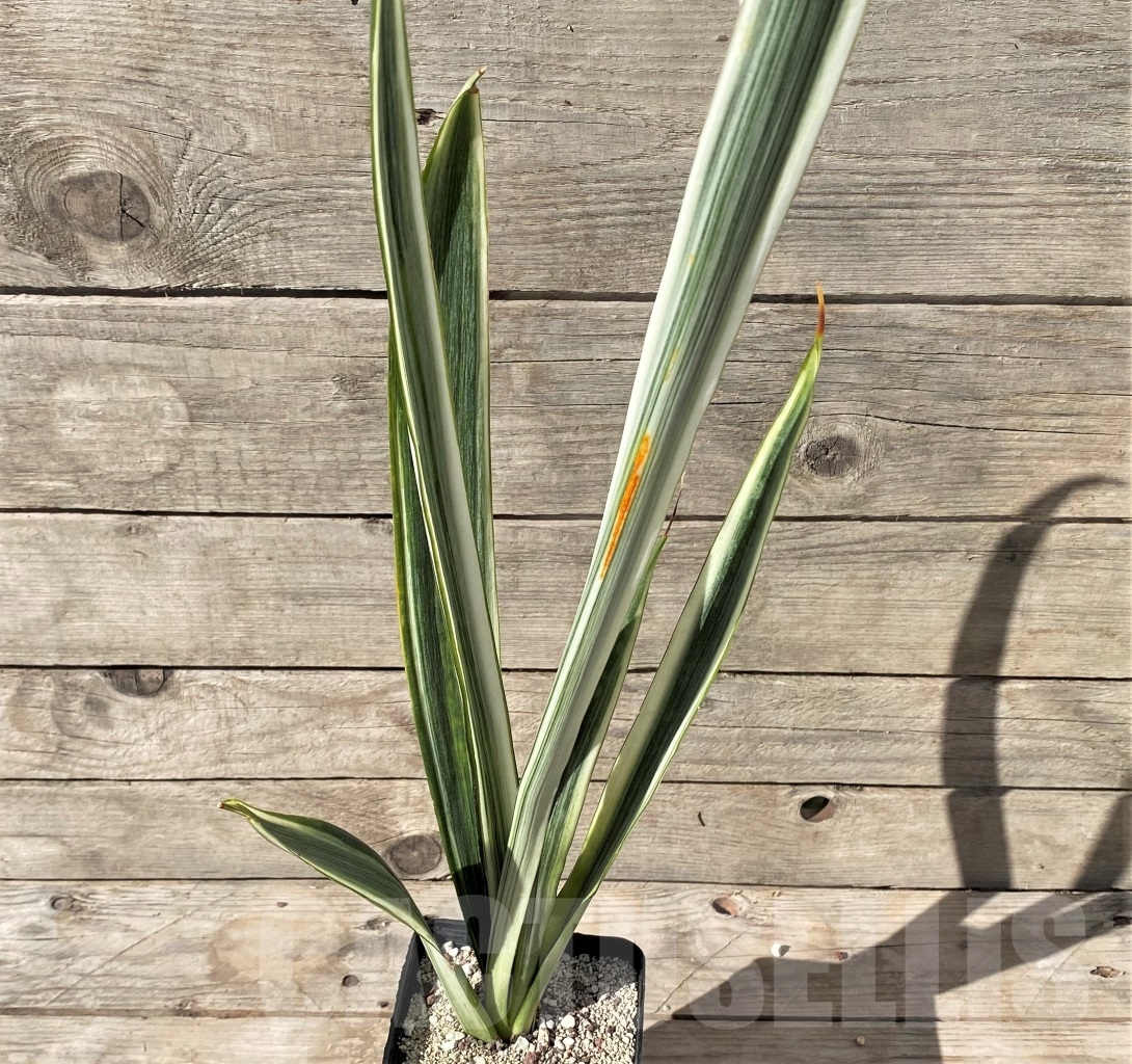 SHPR14982 Sansevieria trifasciata 'Bantel's Sensation' - Image 2