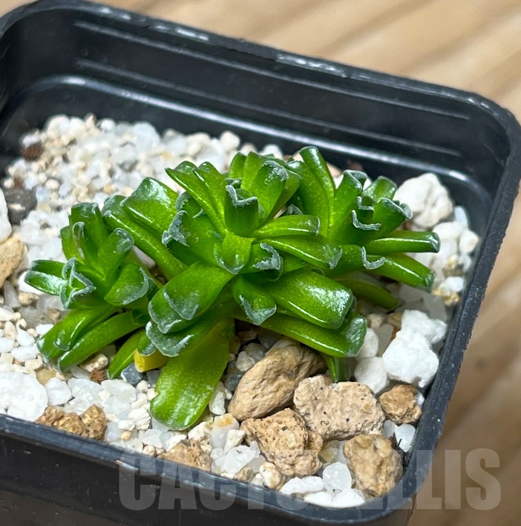 SHPR15061 Crassula susannae 'Mini clon'