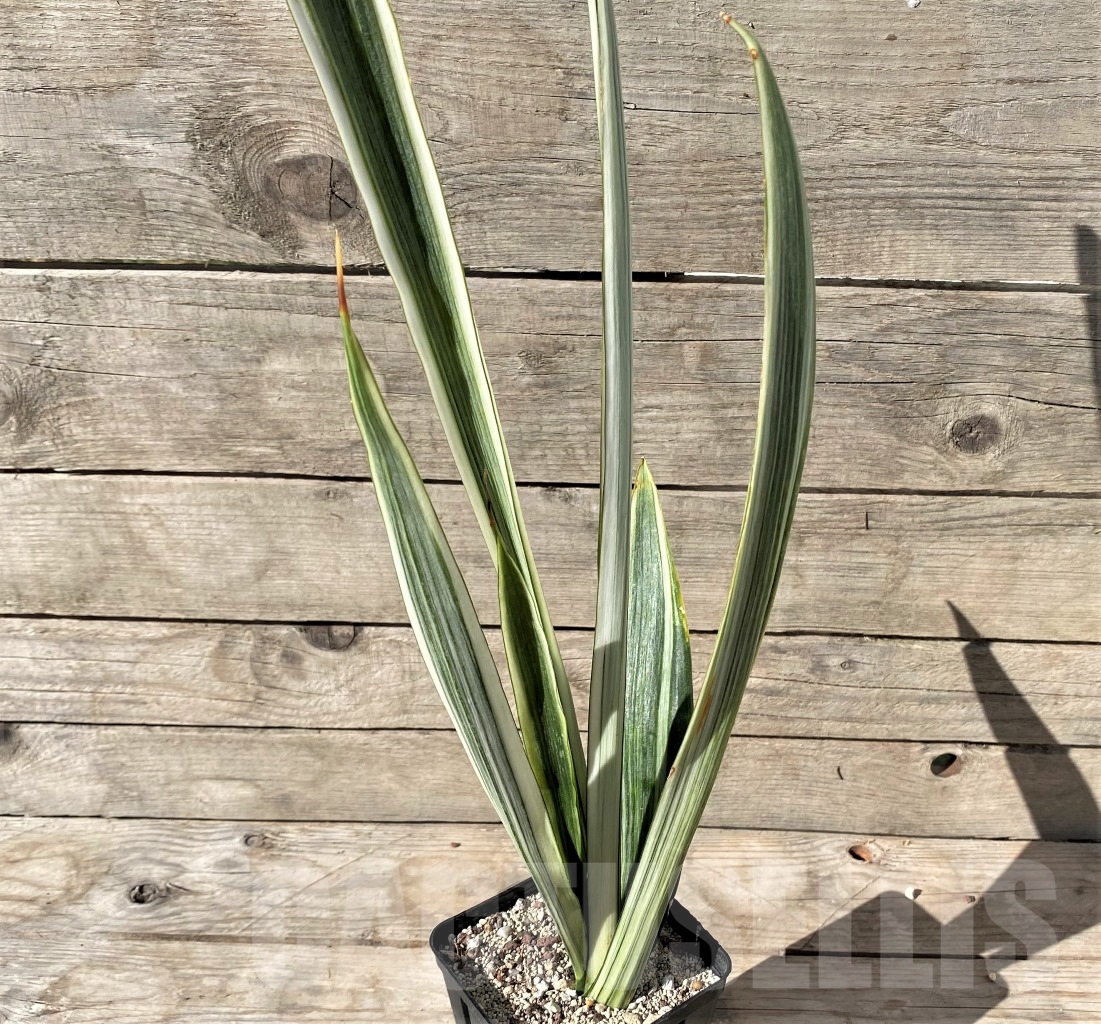 SHPR14982 Sansevieria trifasciata 'Bantel's Sensation'