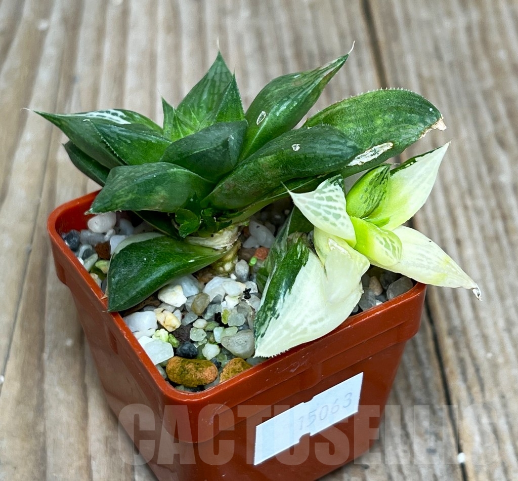 SHPR15063 Haworthia 'Norik' f. variegata - Obrázek 2