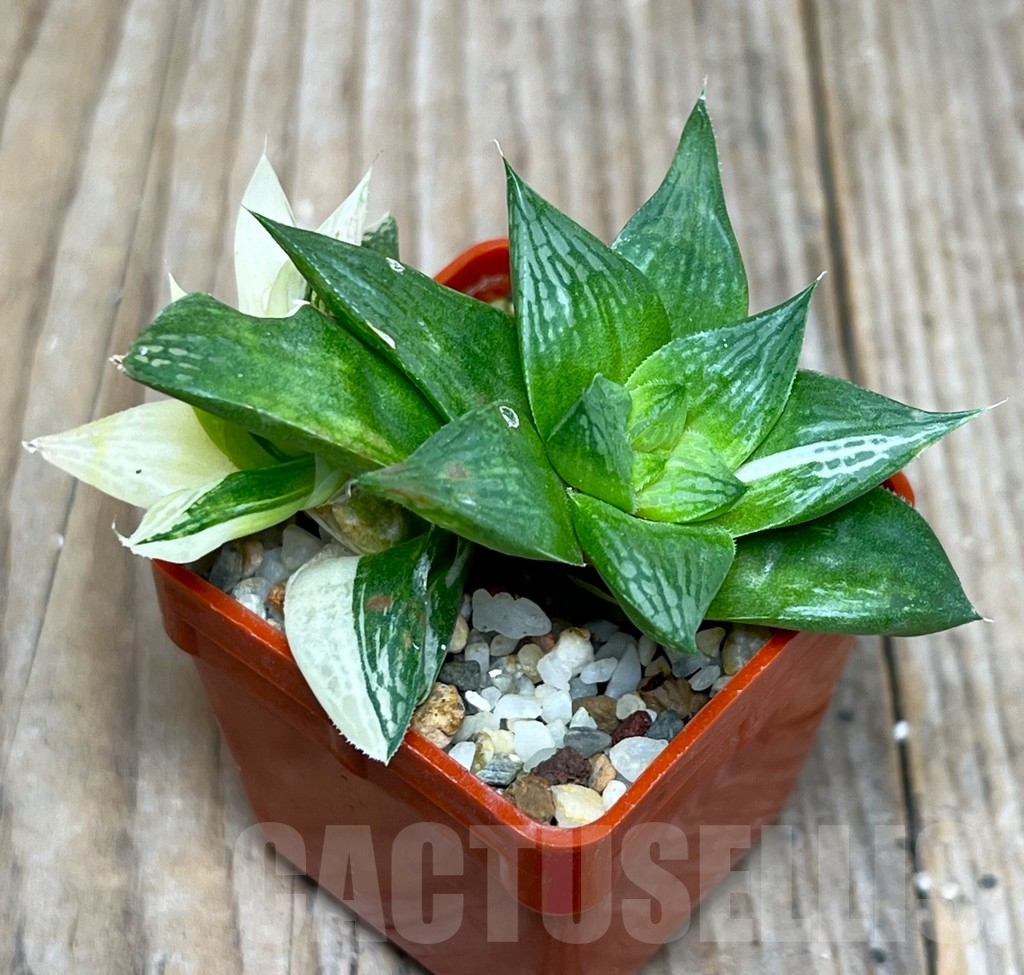 SHPR15063 Haworthia 'Norik' f. variegata