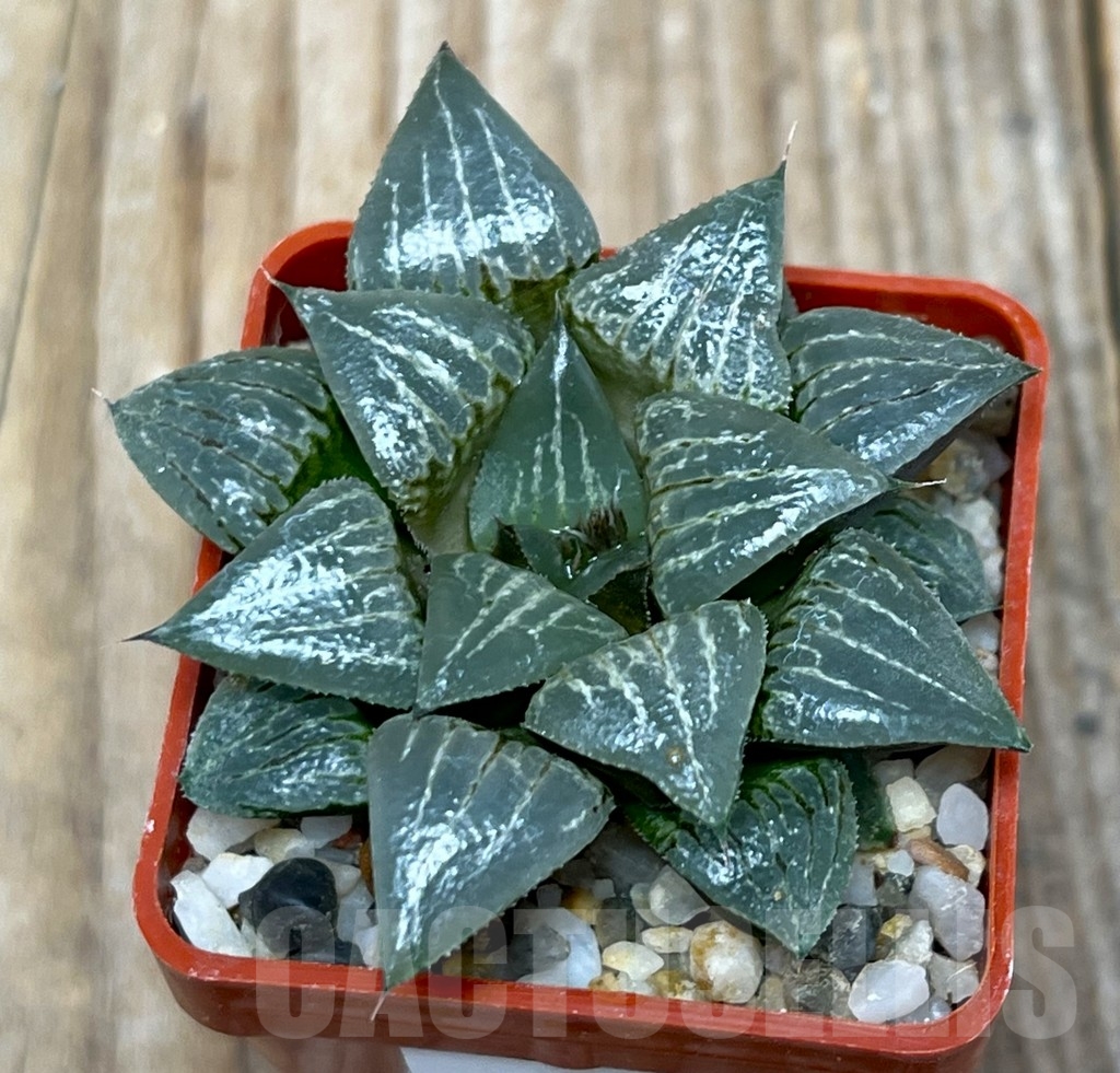 SHPR15064 Haworthia 'Yuki Keshiki' hybrid