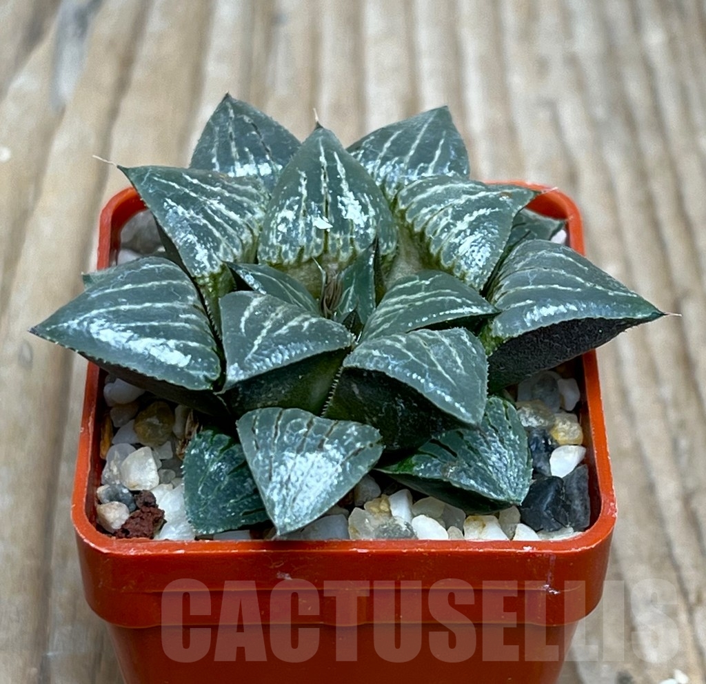 SHPR15064 Haworthia 'Yuki Keshiki' hybrid - Image 2