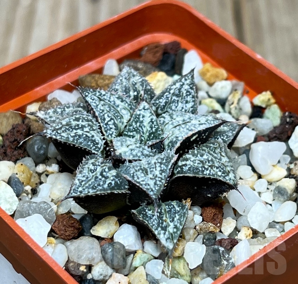 SHPR15065 Haworthia 'Yuki Keshiki' - Image 2