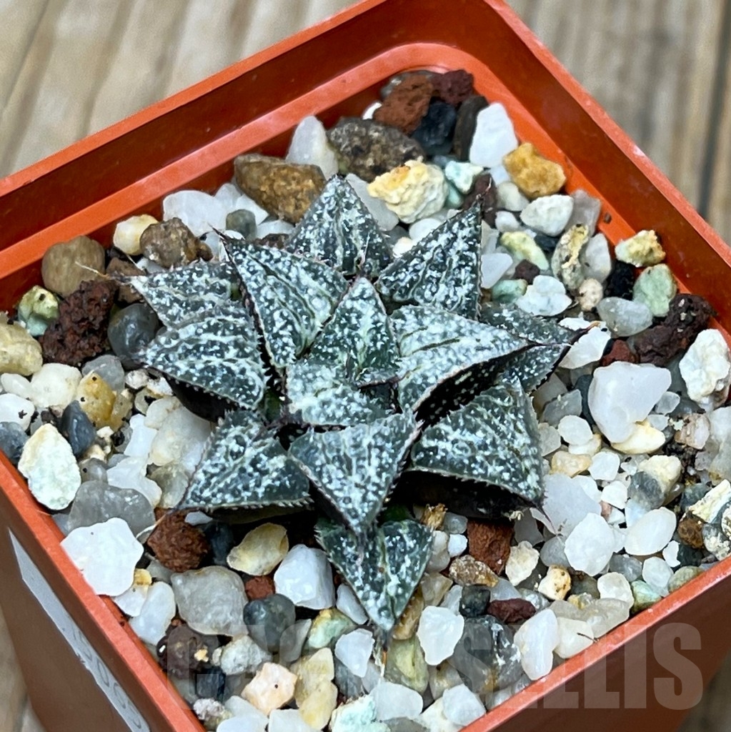 SHPR15065 Haworthia 'Yuki Keshiki'