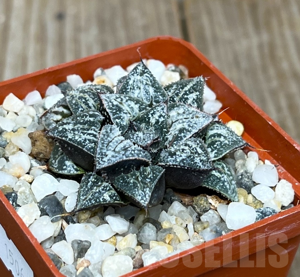 SHPR15066 Haworthia 'Yuki Keshiki' – Image 2
