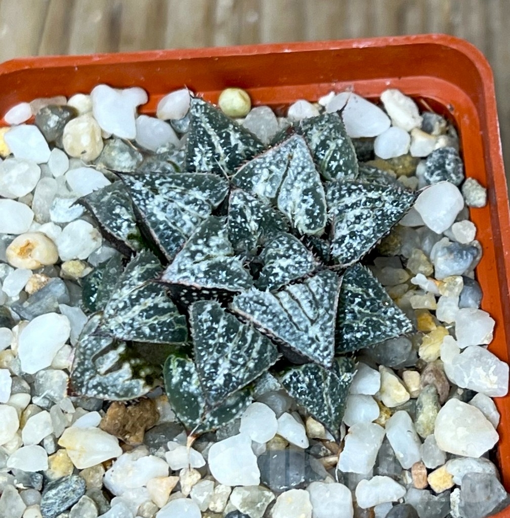 SHPR15066 Haworthia 'Yuki Keshiki'