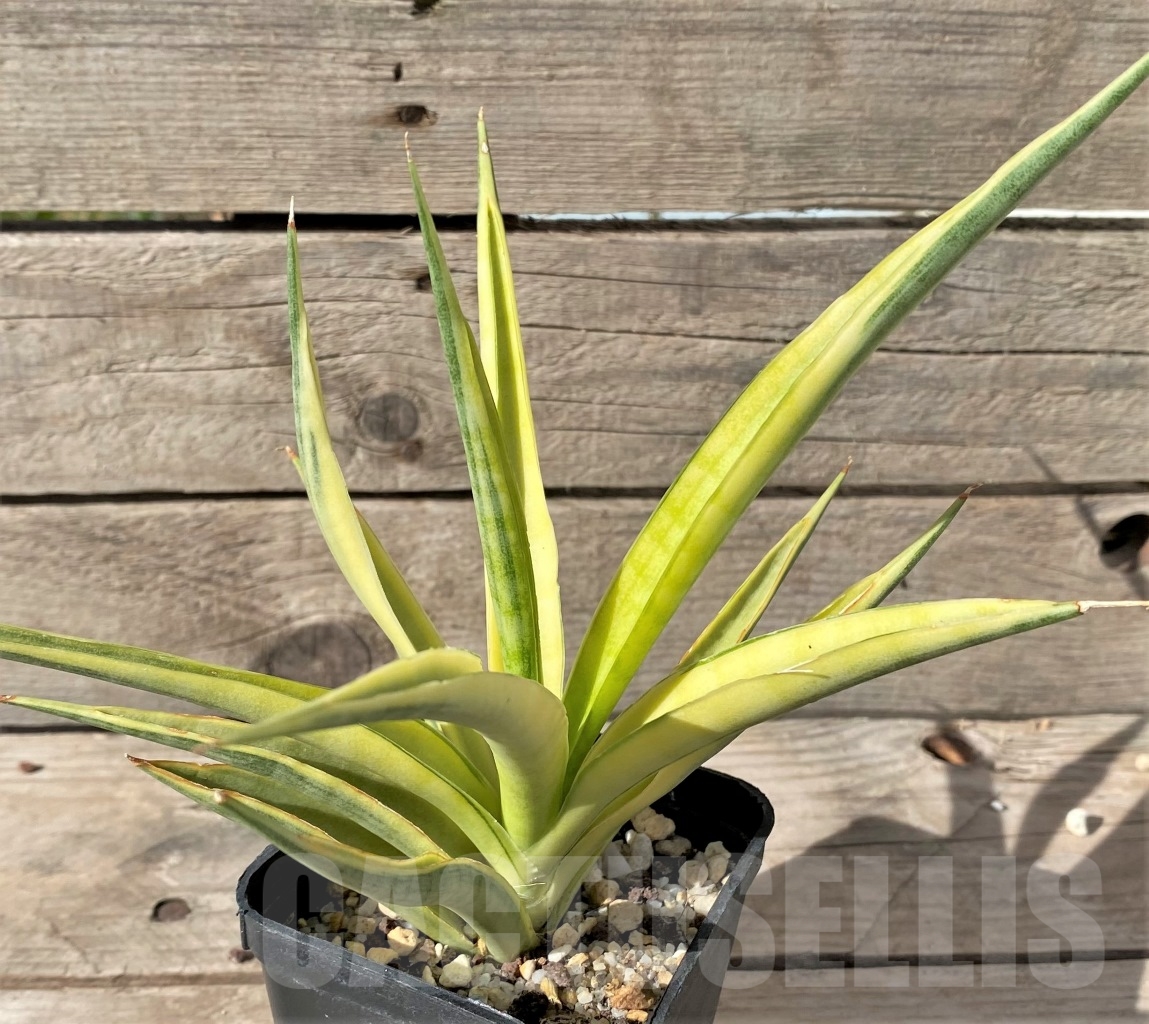 SHPR14990 Sansevieria gracilis f. variegata