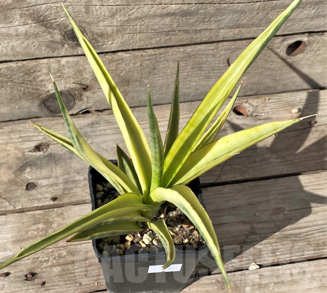 SHPR14990 Sansevieria gracilis f. variegata - Image 2