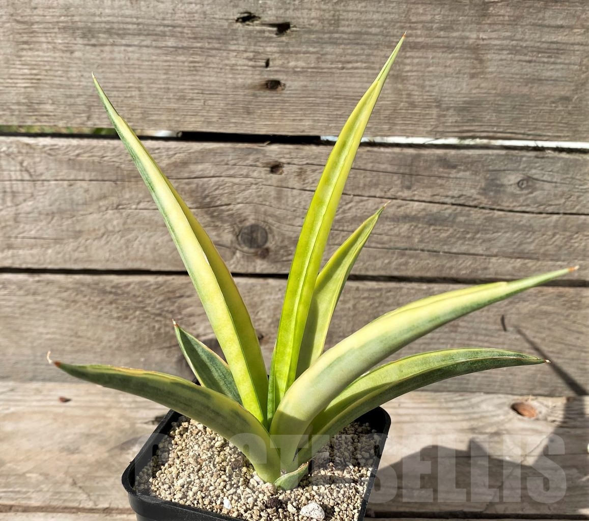 SHPR14991 Sansevieria gracilis f. variegata