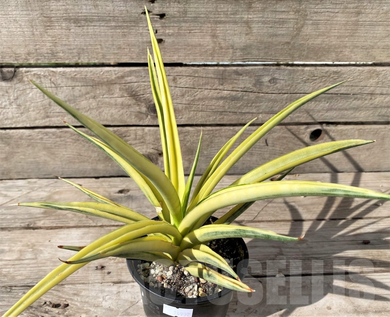 SHPR14992 Sansevieria gracilis f. variegata