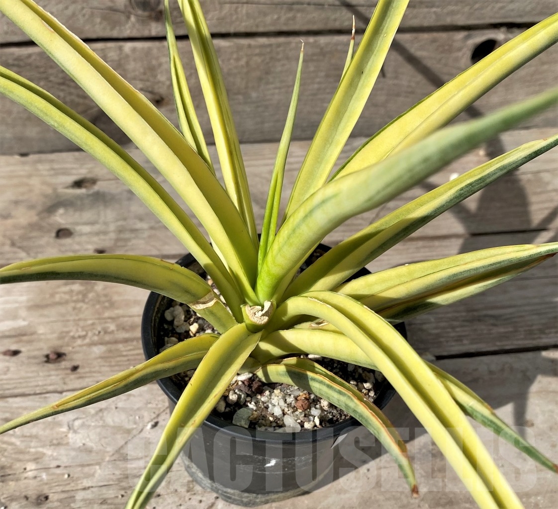 SHPR14992 Sansevieria gracilis f. variegata - Image 2