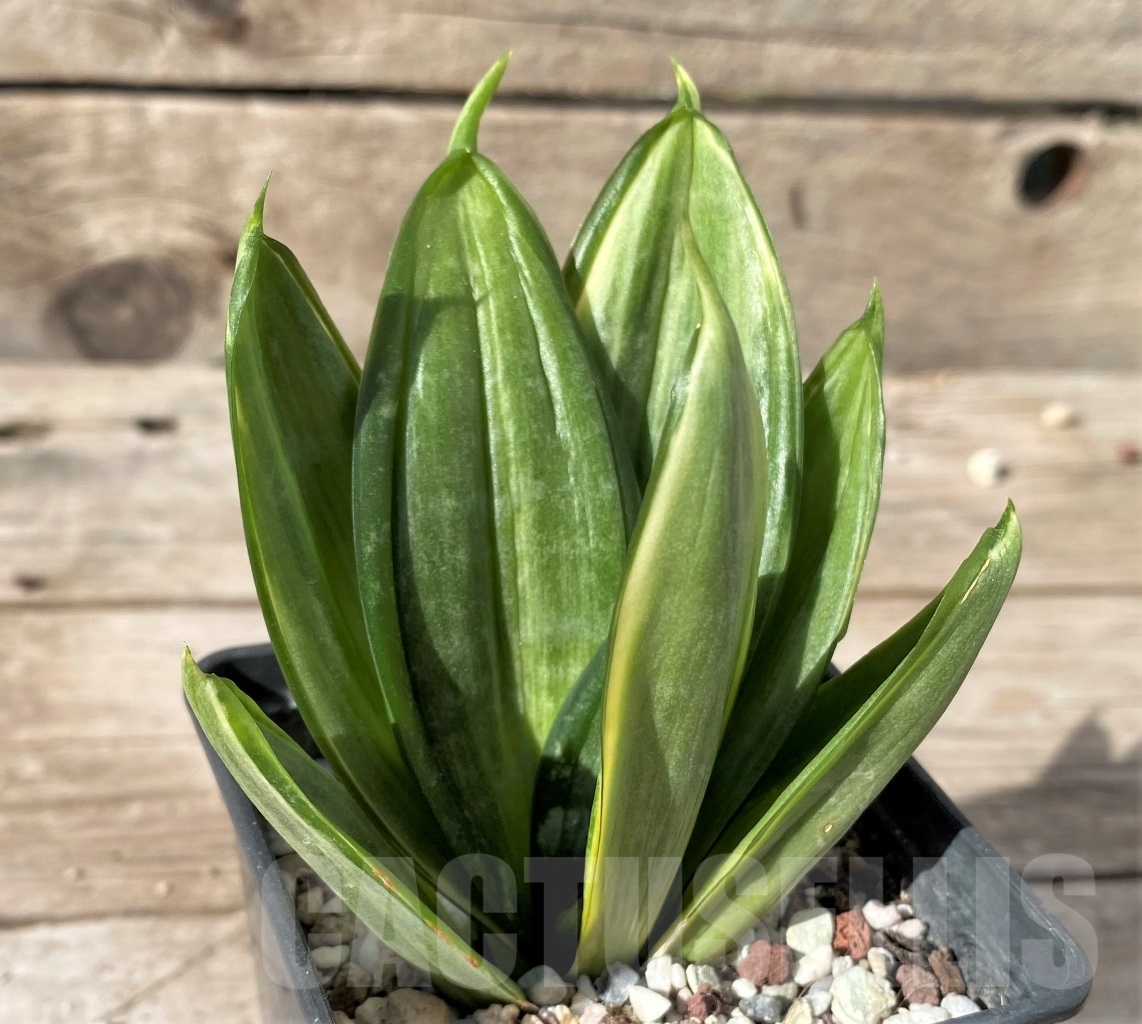 SHPR14993 Sansevieria hahnii 'Jade marginata'