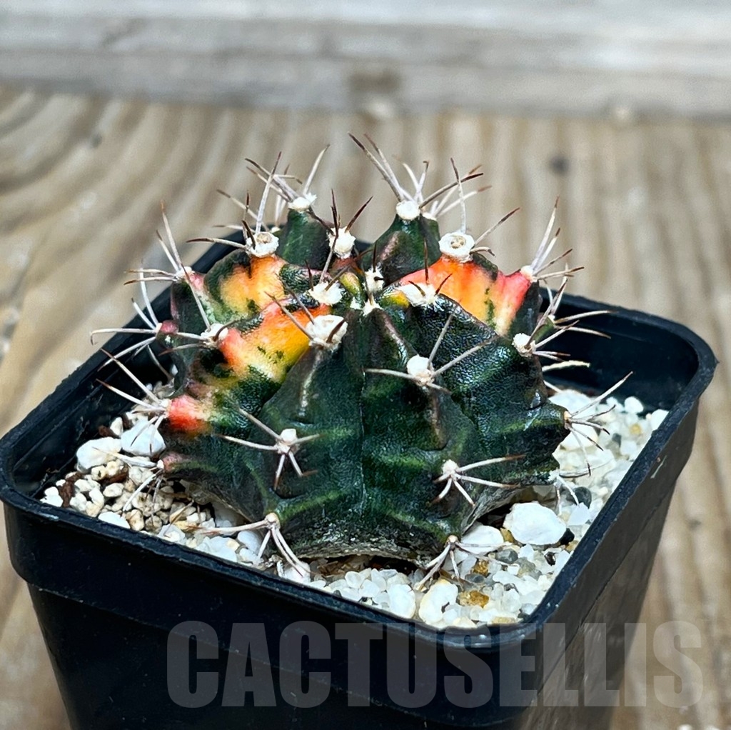SHPR15070 Gymnocalycium mihanovichii f. variegata - Зображення 2