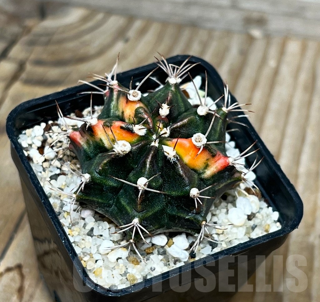 SHPR15070 Gymnocalycium mihanovichii f. variegata