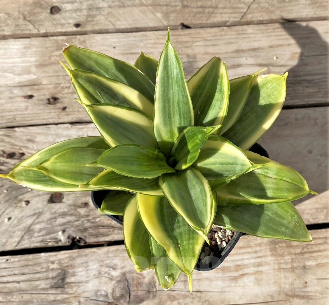 SHPR14996 Sansevieria hahnii 'Jade marginata'