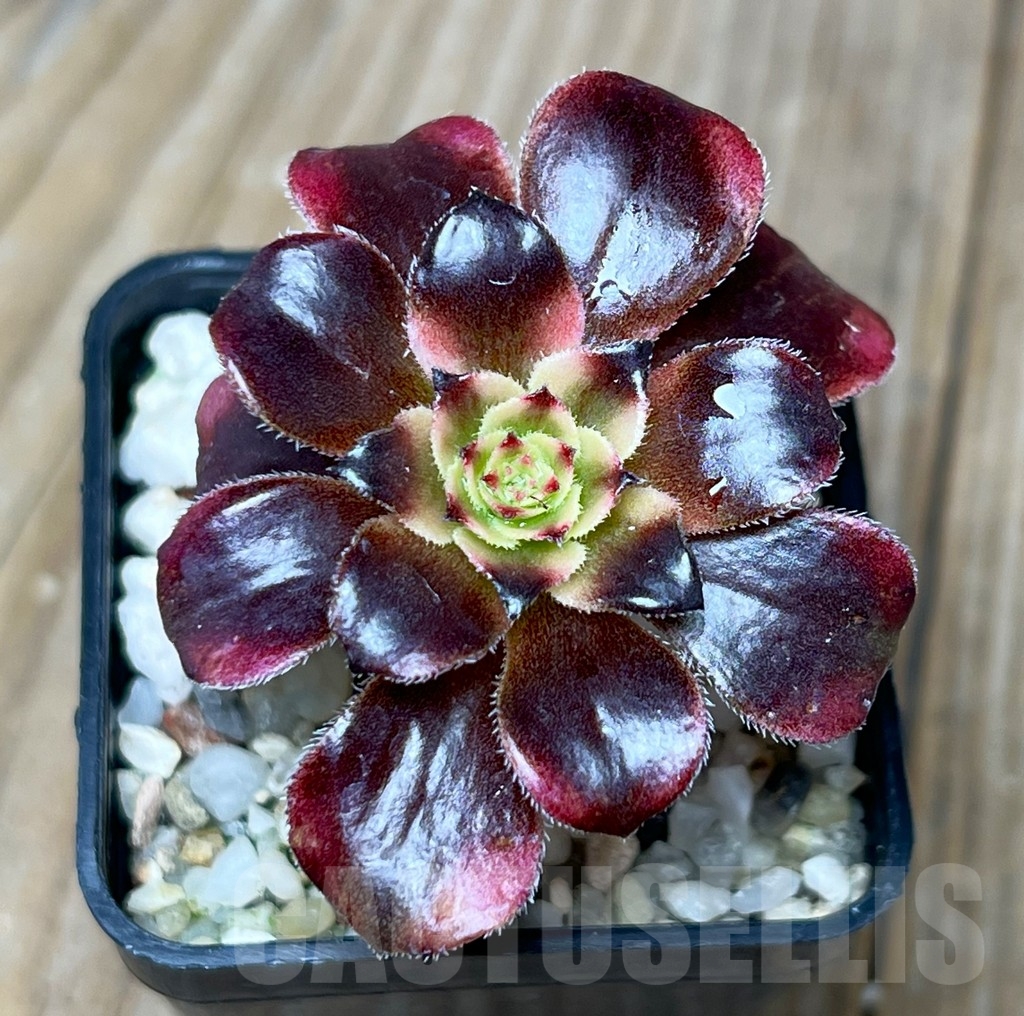 SHPR15071 Aeonium Medusa