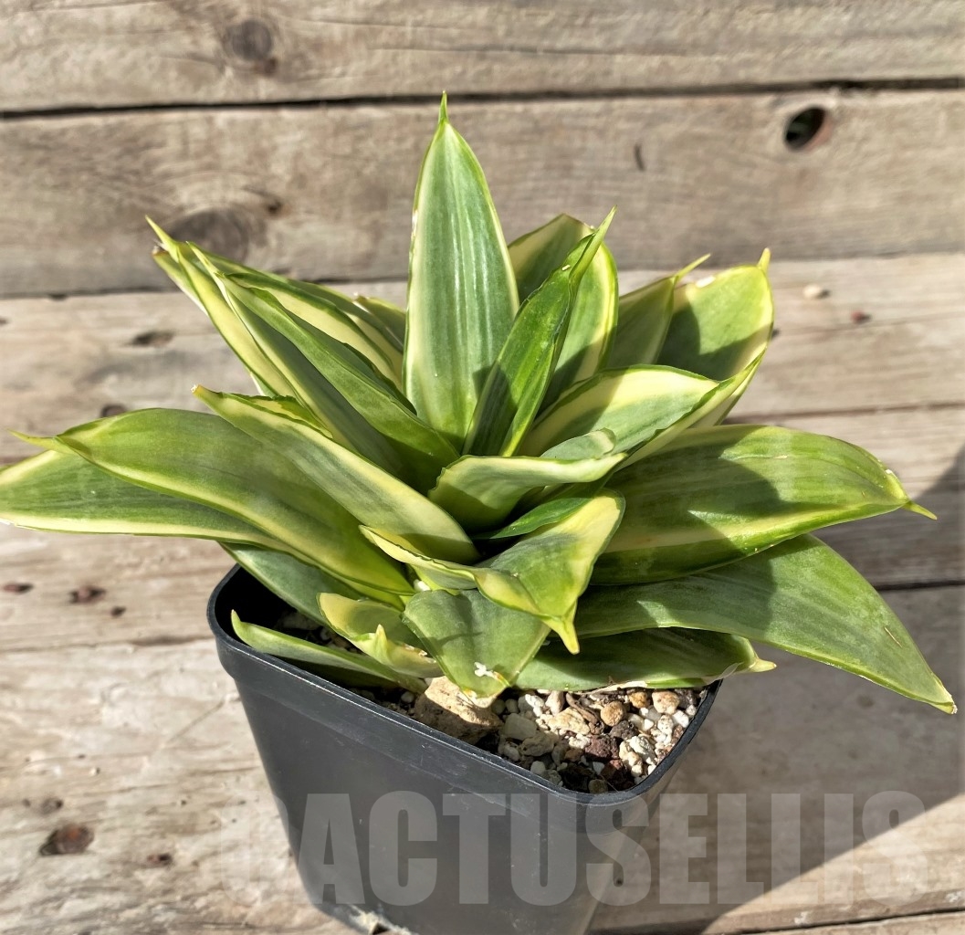 SHPR14996 Sansevieria hahnii 'Jade marginata' – Bild 2