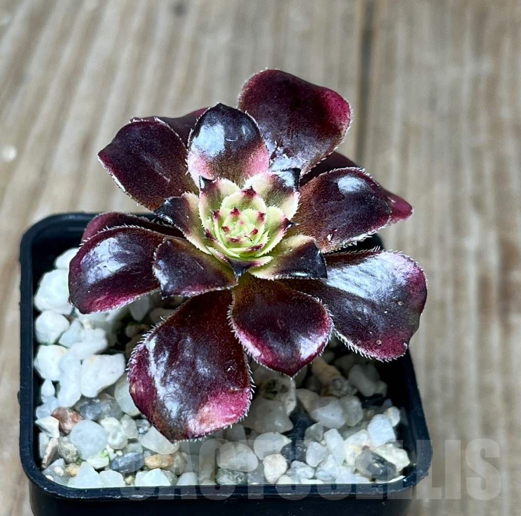 SHPR15071 Aeonium Medusa - 画像 (2)
