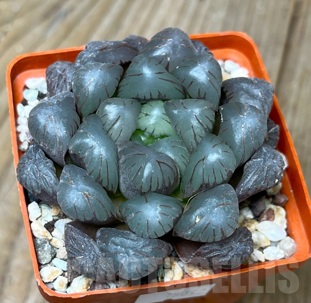 SHPR15072 Haworthia 'Obtusa Dodson'