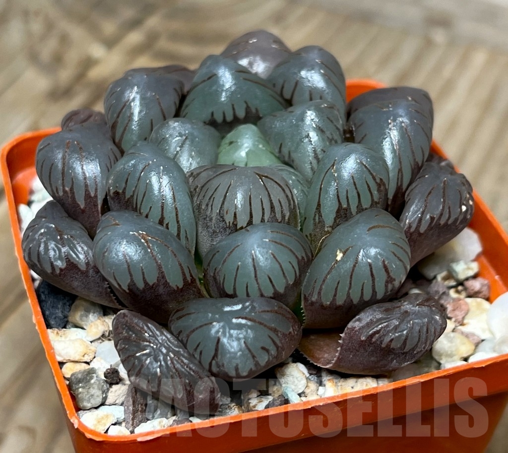 SHPR15072 Haworthia 'Obtusa Dodson' - Зображення 2