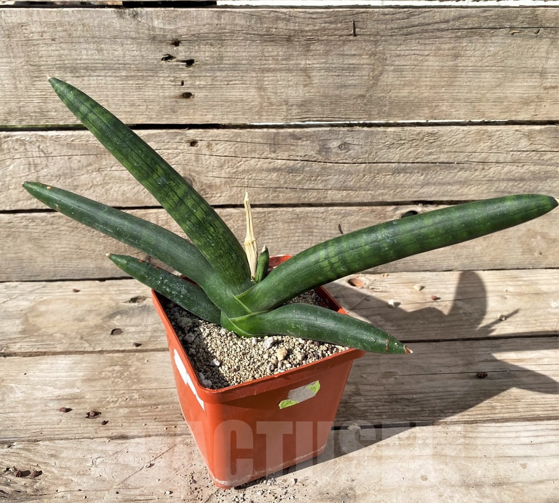 SHPR15002 Sansevieria cylindrica 'Skyline' - Image 2