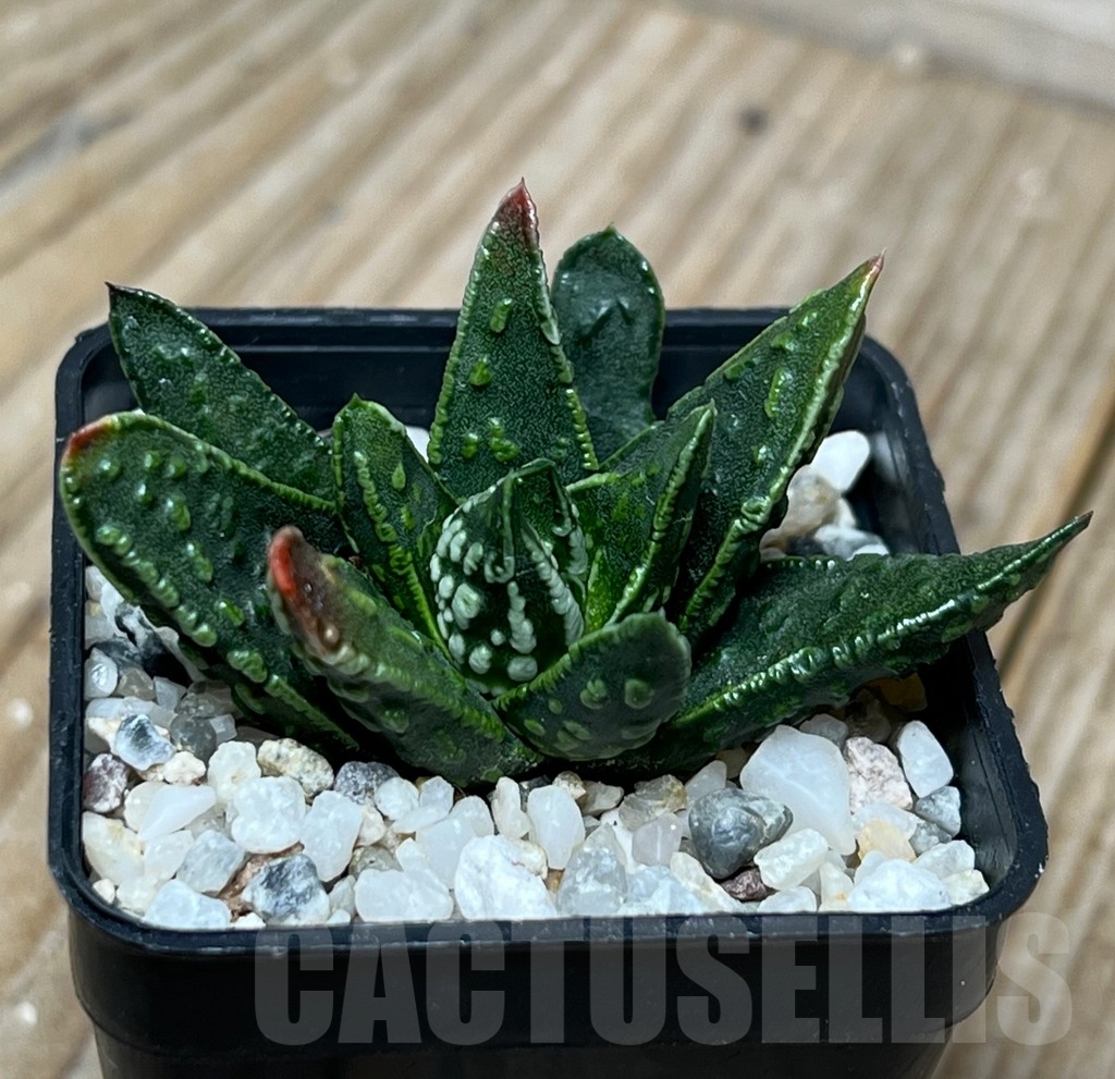 SHPR15076 Haworthia pumila 'Donut' seedling