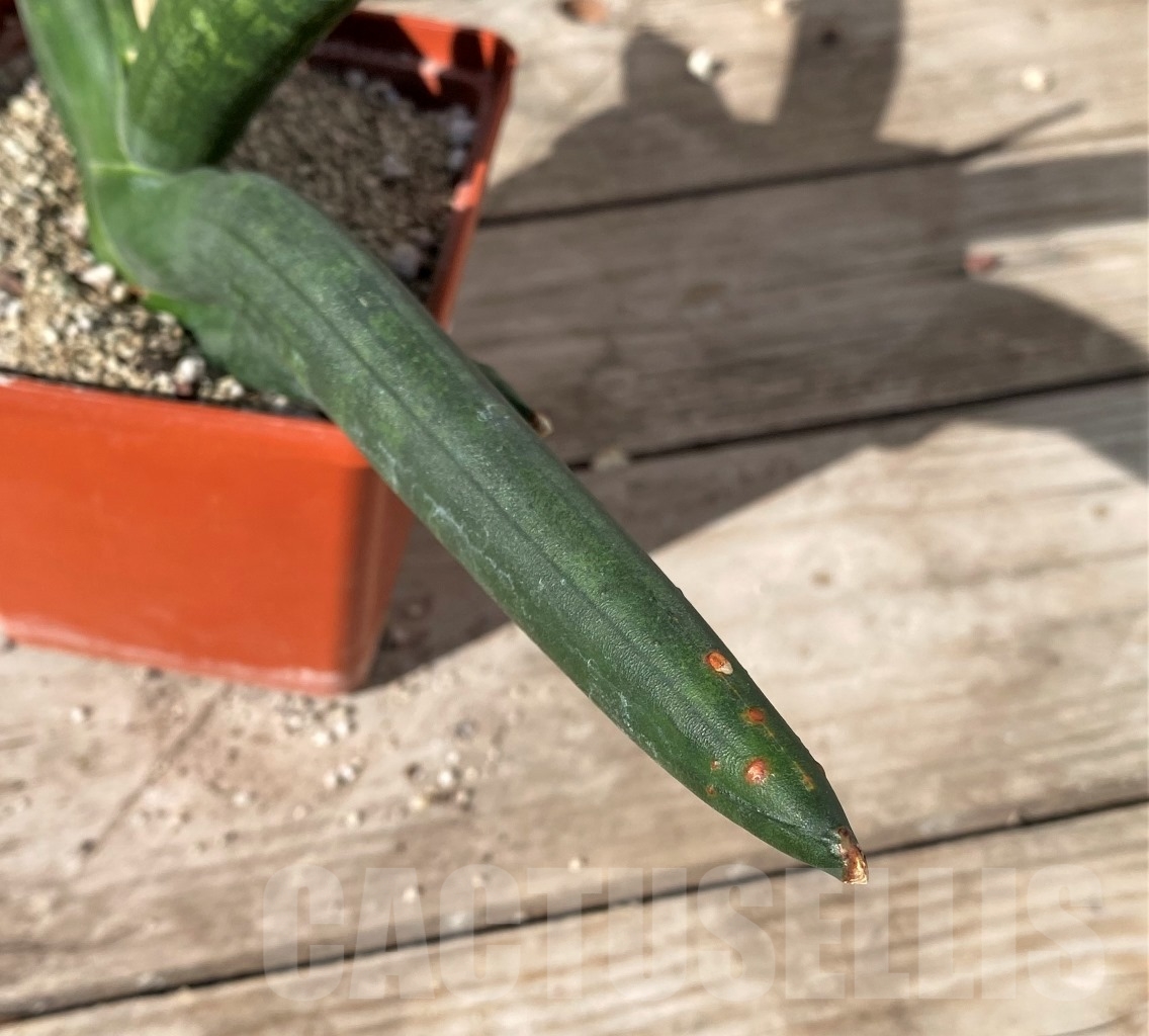 SHPR15002 Sansevieria cylindrica 'Skyline' - Image 3