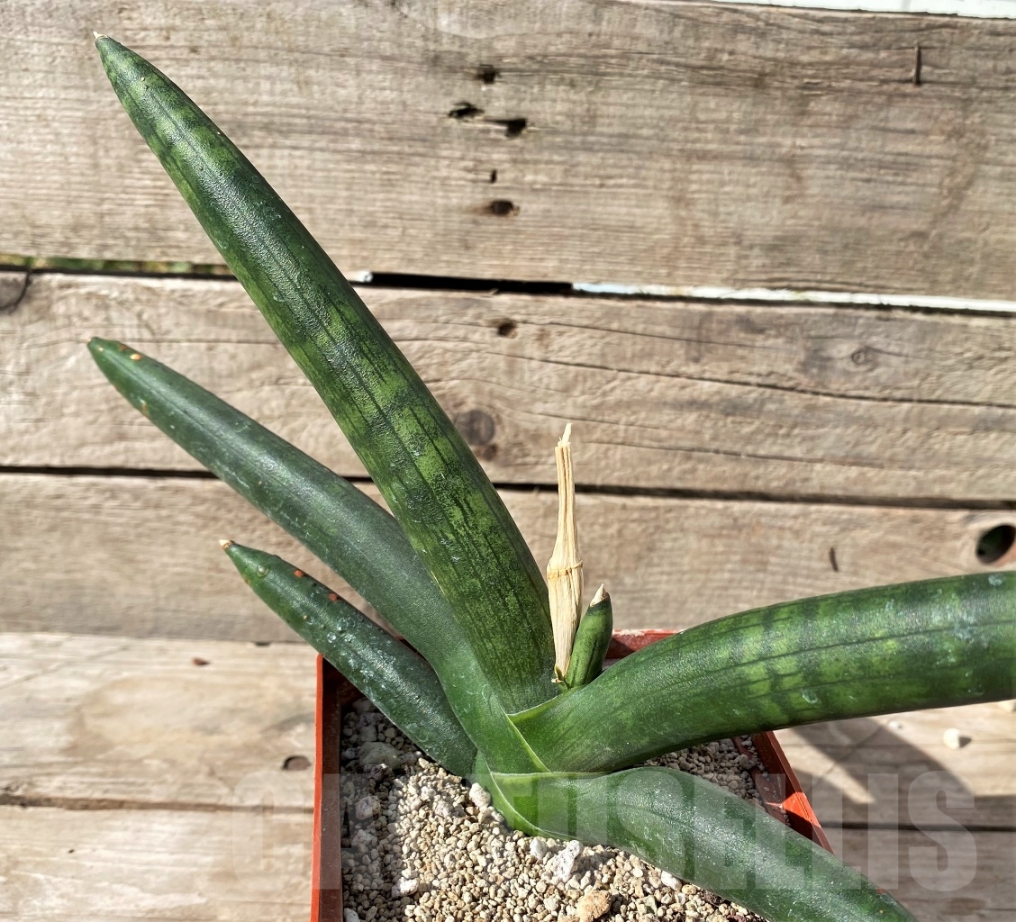 SHPR15002 Sansevieria cylindrica 'Skyline'