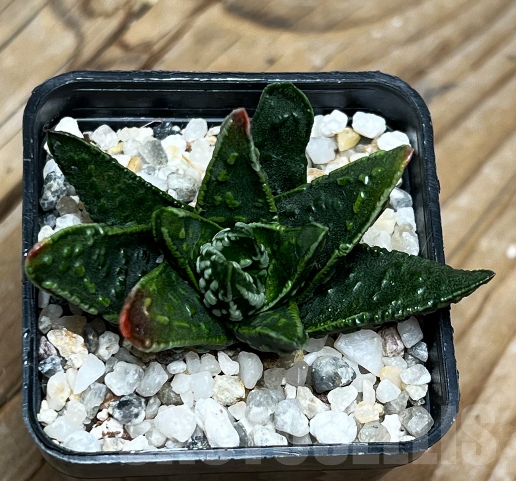 SHPR15076 Haworthia pumila 'Donut' seedling - Image 2