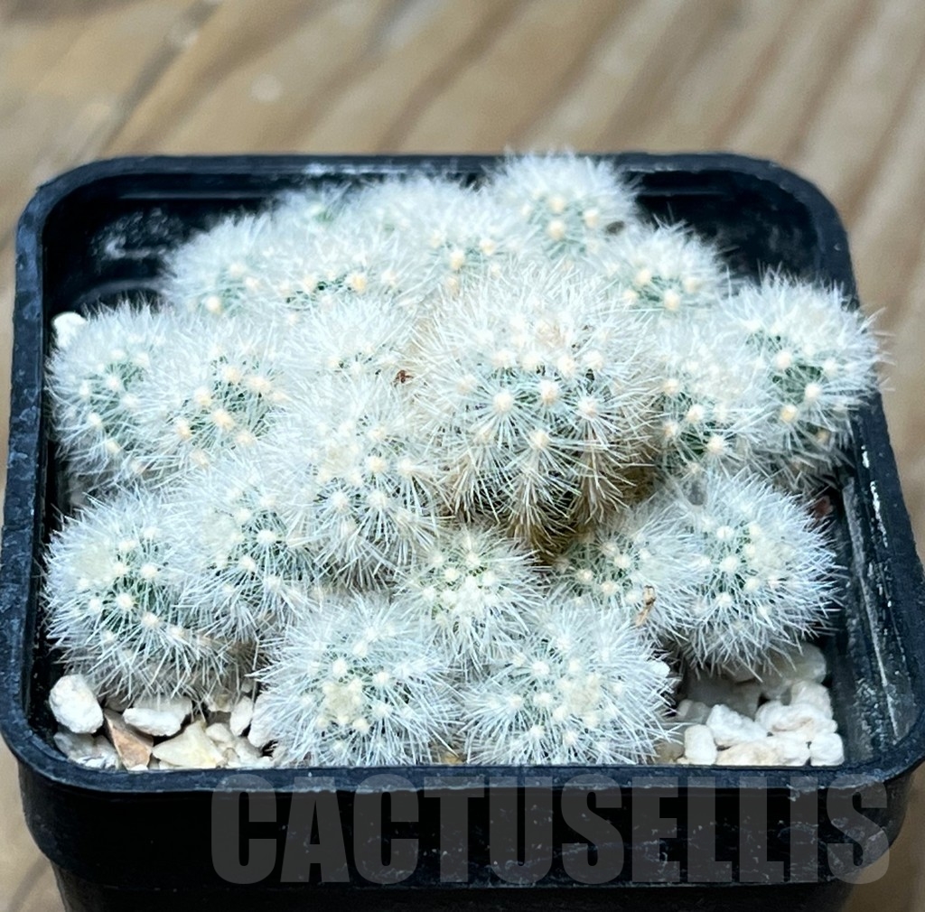 SHPR15077 Pygmaeocereus rowleyanus