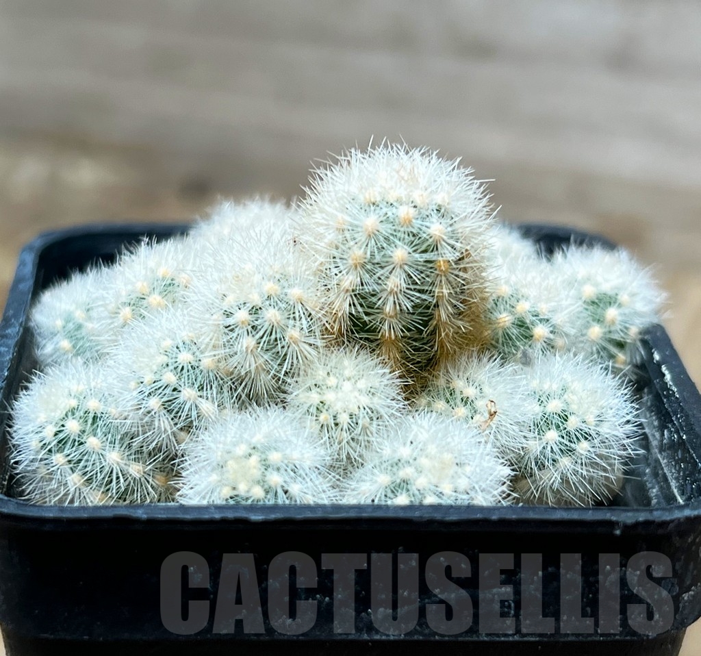 SHPR15077 Pygmaeocereus rowleyanus - Image 2