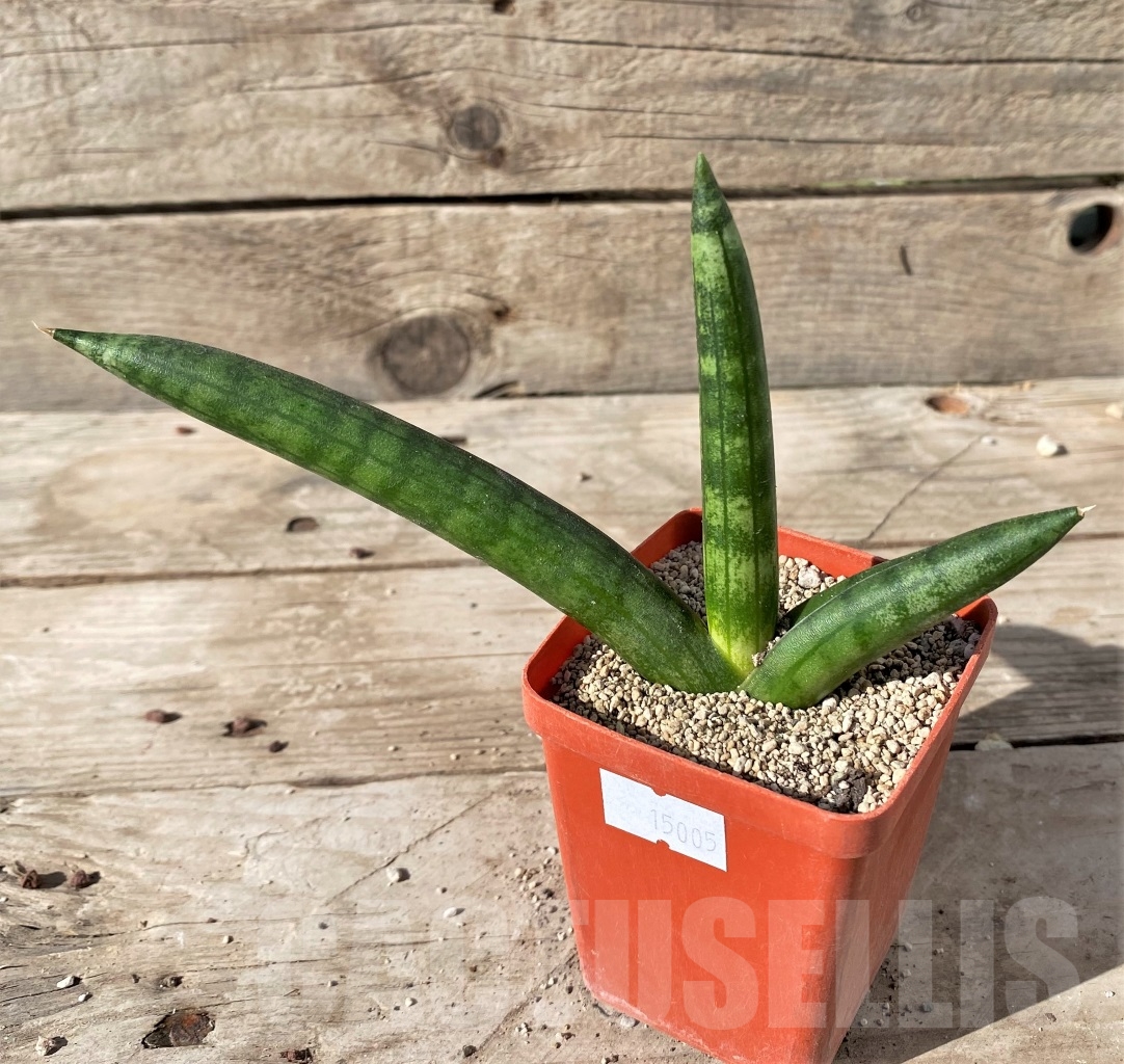 SHPR15005 Sansevieria cylindrica 'Skyline'