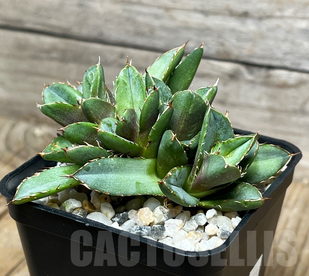 SHPR15078 Agave titanota f. monstrosa - Зображення 2