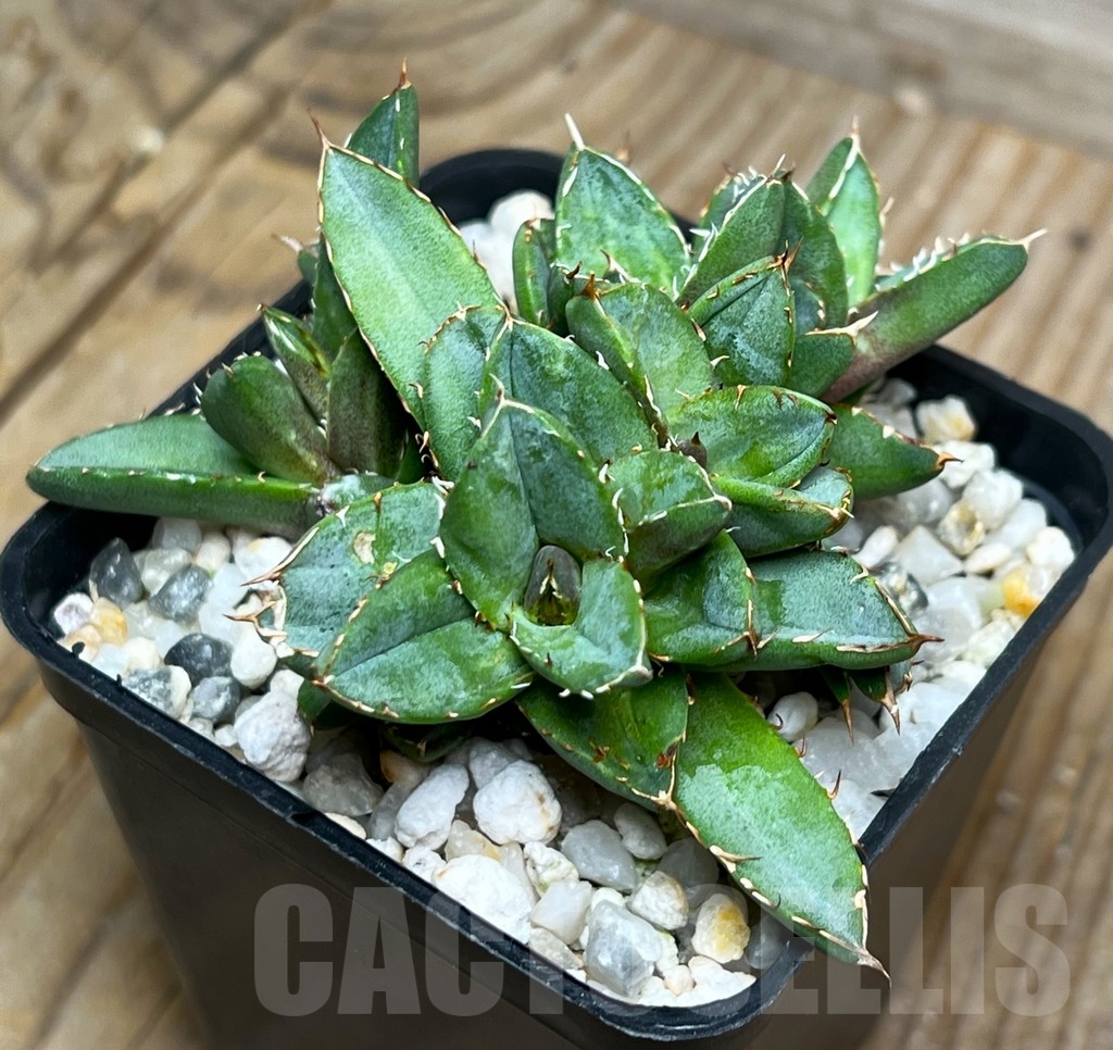 SHPR15078 Agave titanota f. monstrosa