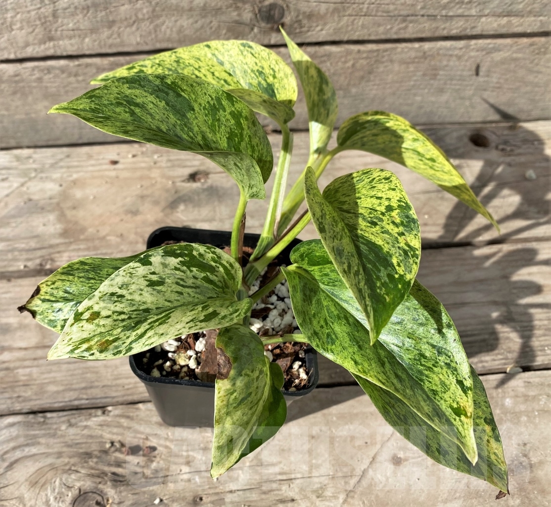 SHPR15007 Epipremnum Pinnatum Marble - Image 2