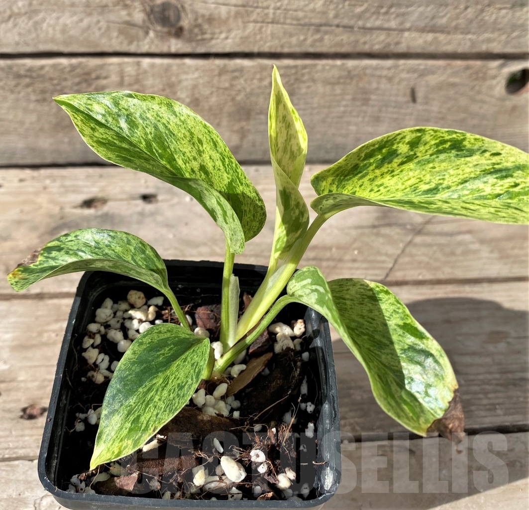 SHPR15008 Epipremnum Pinnatum Marble - Image 2