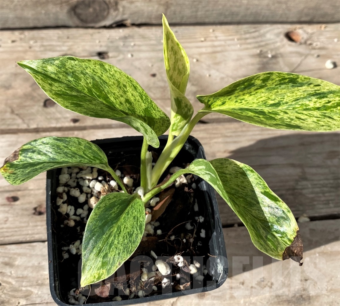 SHPR15008 Epipremnum Pinnatum Marble