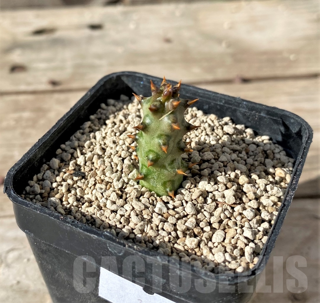 SHPR15010 Edithcolea grandis