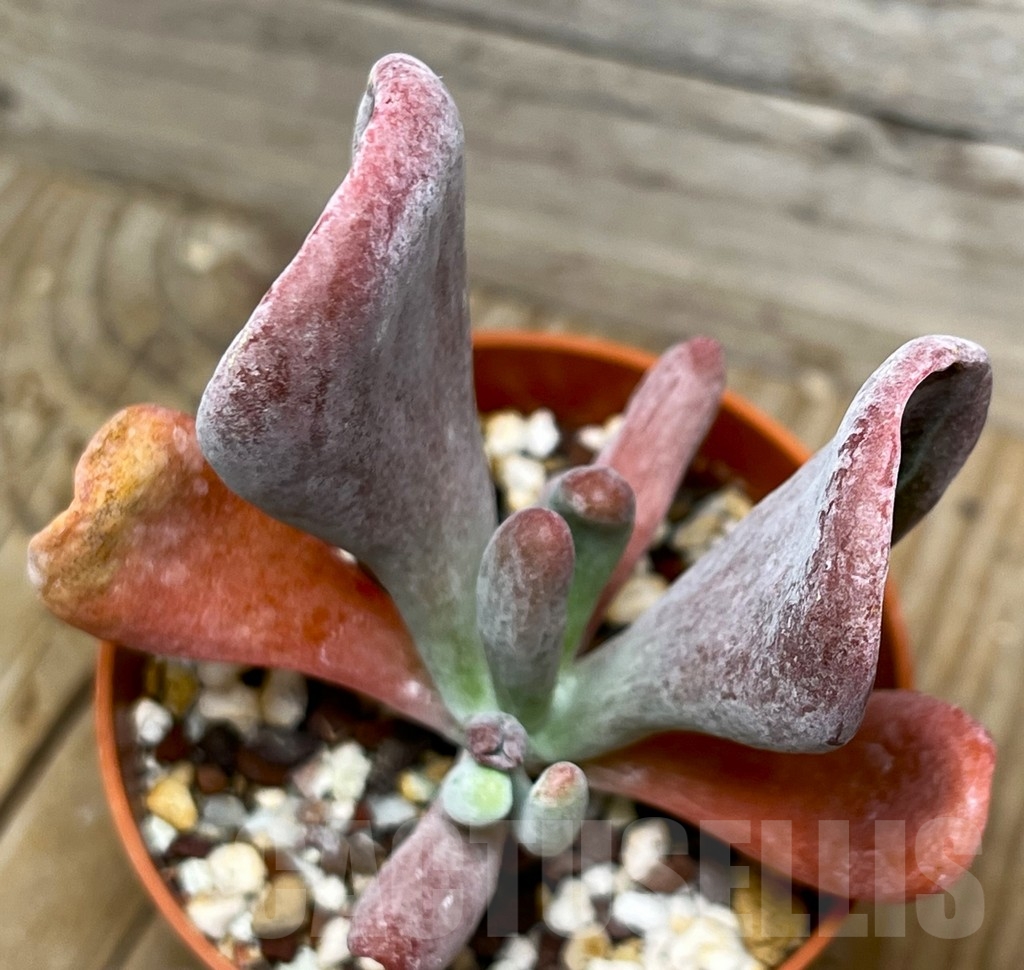 SHPR15082 Kalanchoe thyrsiflora monstruosa - Image 2