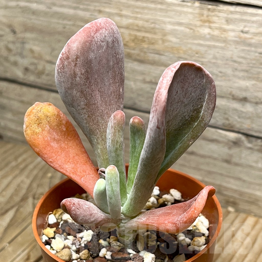 SHPR15082 Kalanchoe thyrsiflora monstruosa