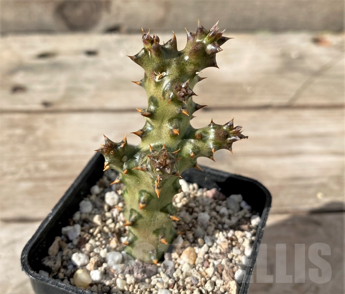 SHPR15012 Edithcolea grandis