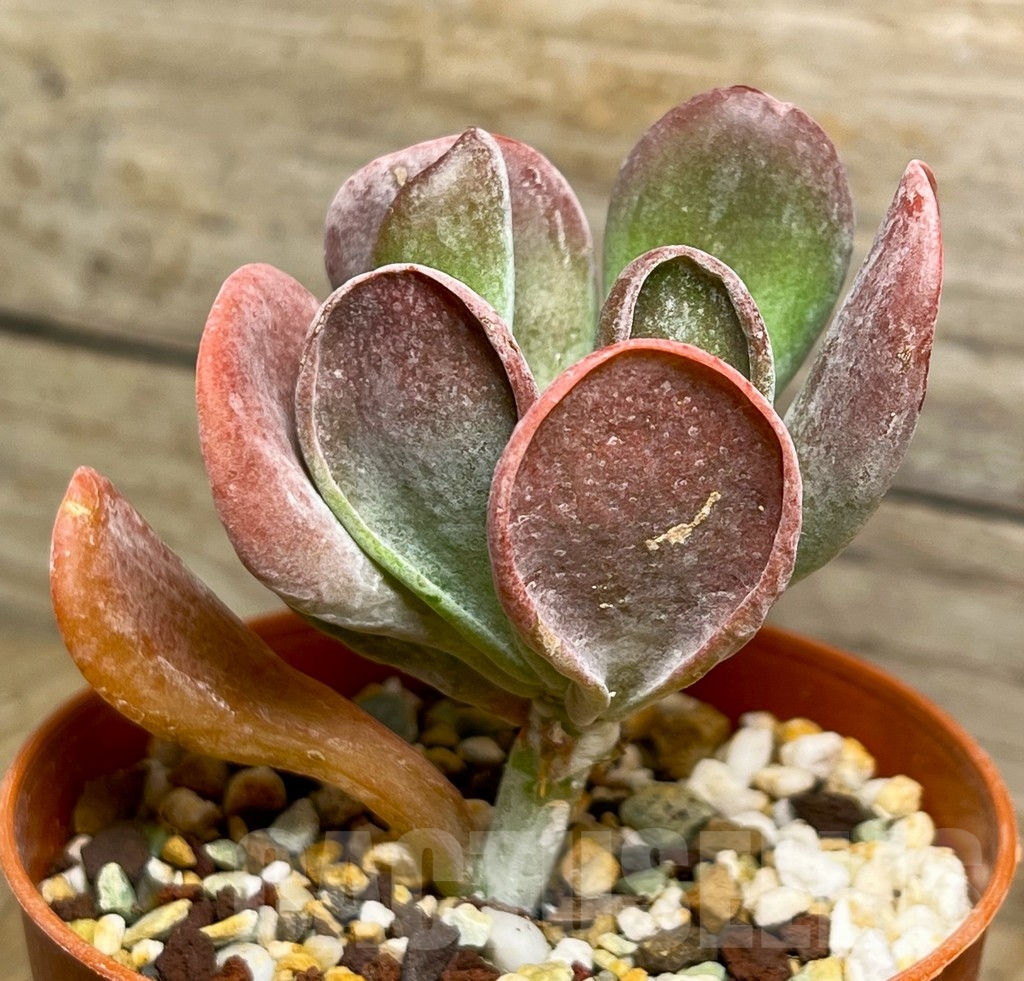 SHPR15083 Kalanchoe thyrsiflora monstruosa